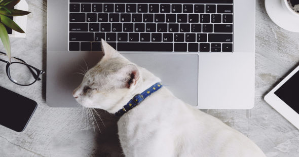 Cat laying on a work from home setting